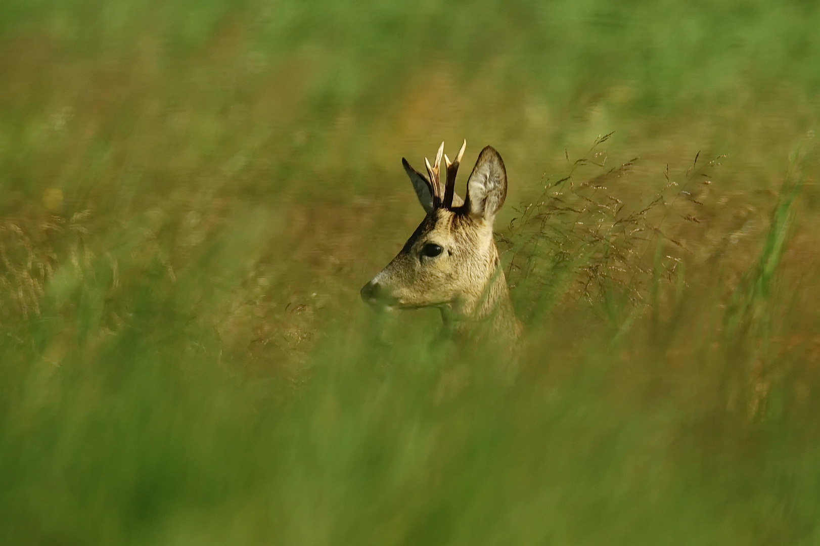 Gabler in der Wiese