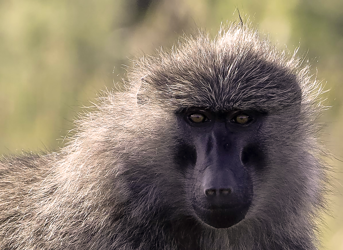 Gabun inder Maasai Mara