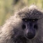 Gabun inder Maasai Mara