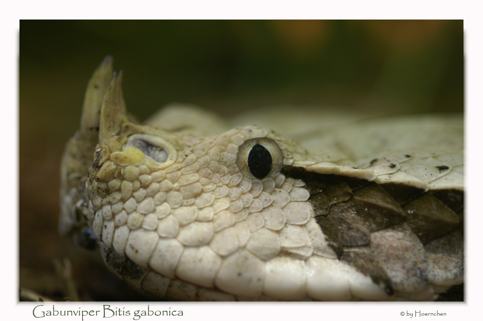 Gabunviper Bitis gabonica