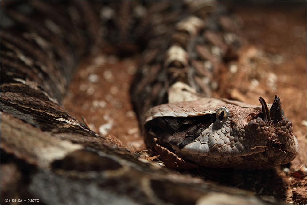 Gabunviper (Bitis gabonica)