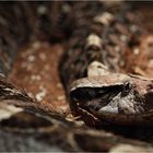 Gabunviper (Bitis gabonica)