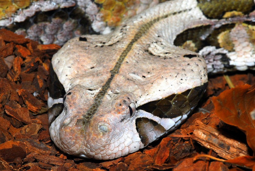 Gabunviper (Bitis gabonica gabonica)