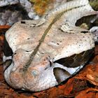 Gabunviper (Bitis gabonica gabonica)