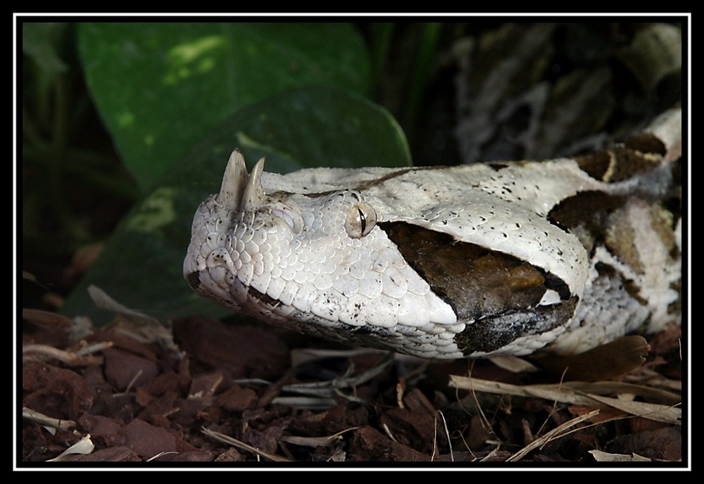 Gabunviper (bitis gabonica rhinoceros)