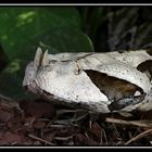 Gabunviper (bitis gabonica rhinoceros)