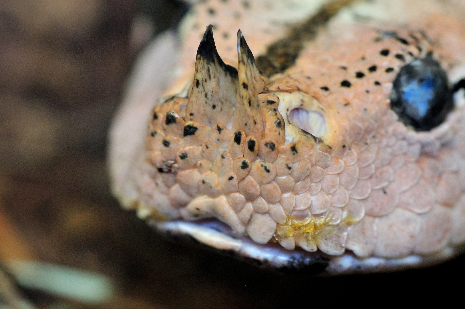 Gabunviper im anderen Licht