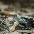 Gabunviper im Exotarium Oberhof