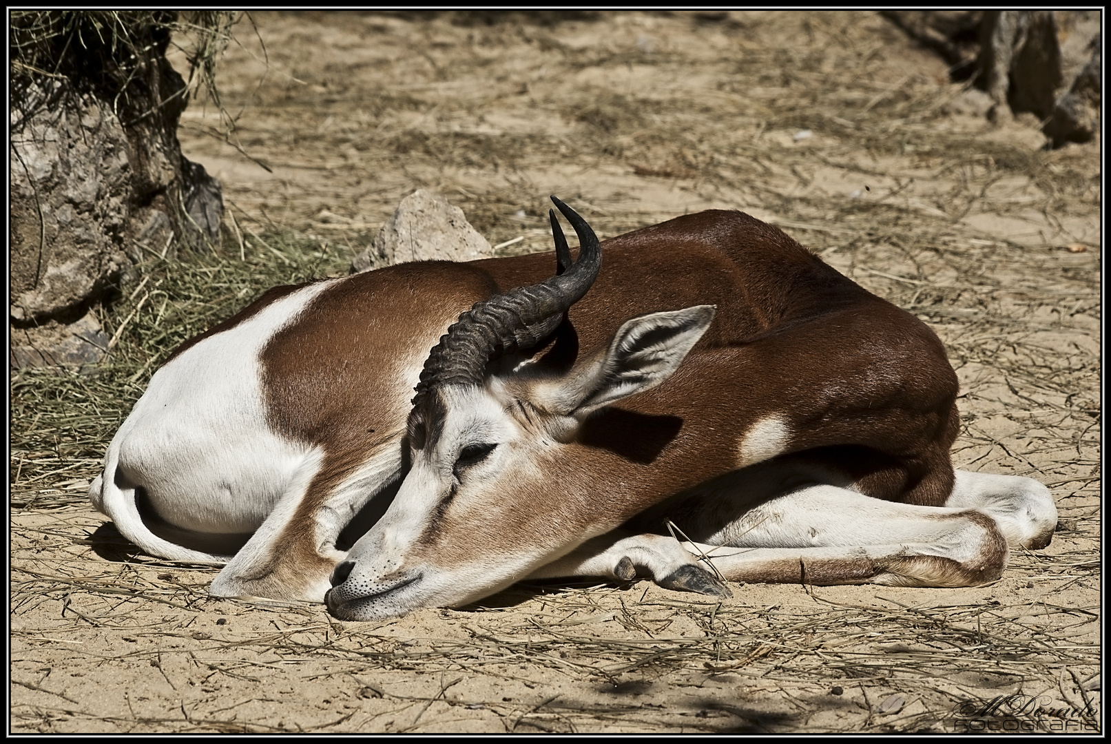 Gacela Dama