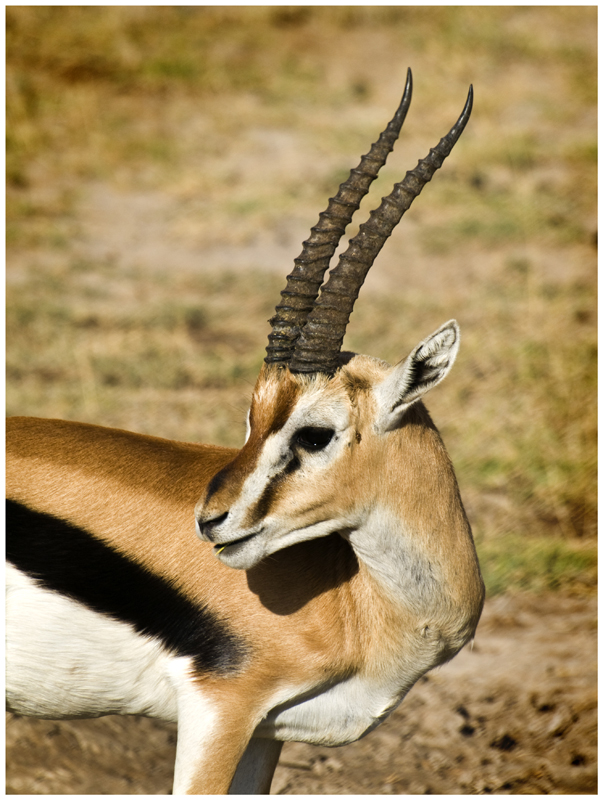 Gacela Thomson Kenya Imagen Foto Animales Animales Salvajes Gacela Thomson Amboseli Kenya Fotos De Fotocommunity