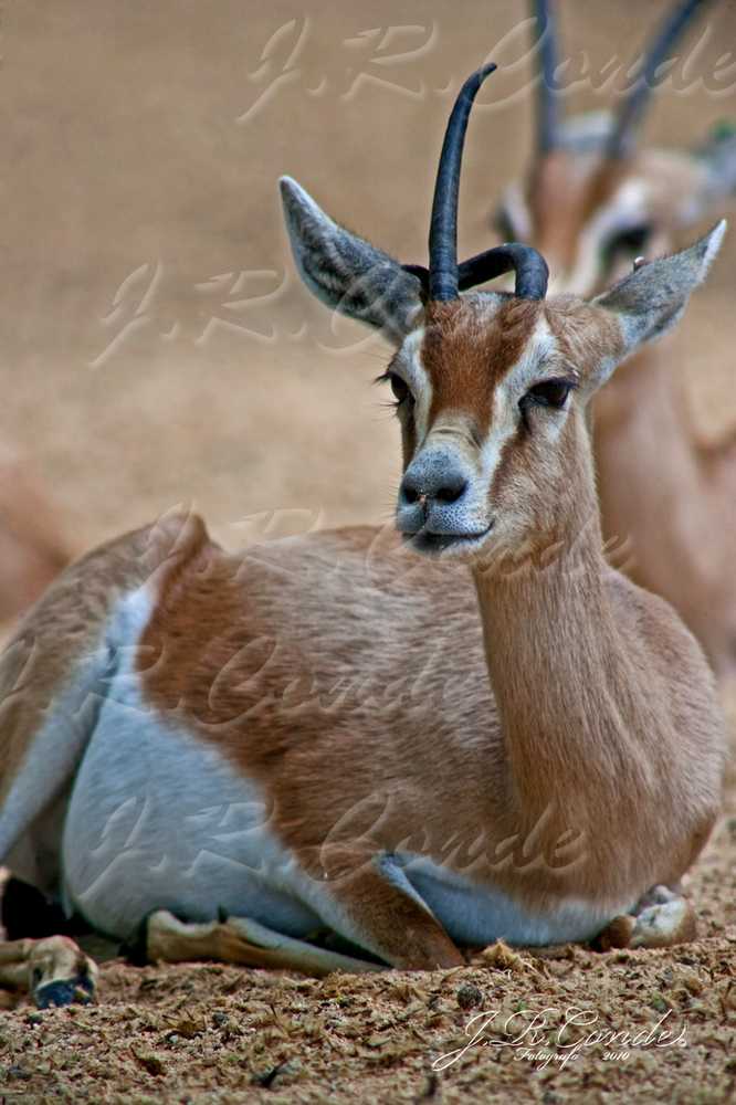 Gacela zoo barcelona