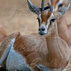 Gacela zoo barcelona