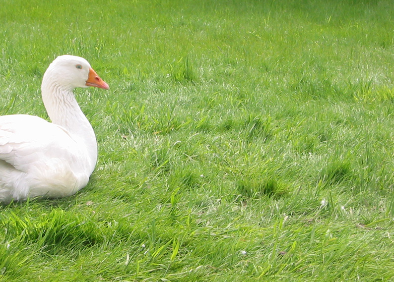 Gack auf Wiese