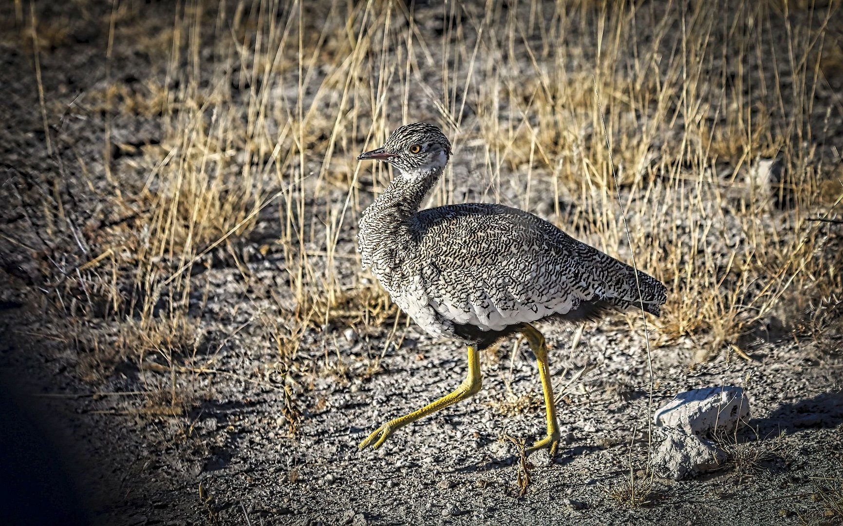 Gackeltrappe female