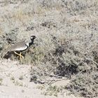 Gackeltrappe  im Etosha Nationalpark