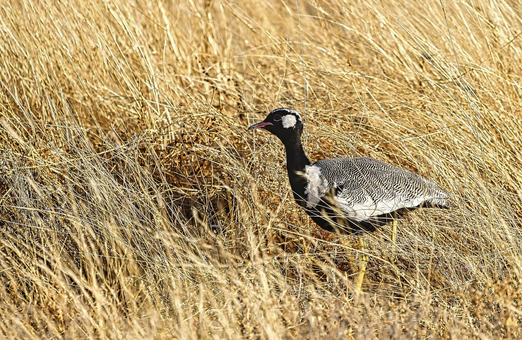 Gackeltrappe male