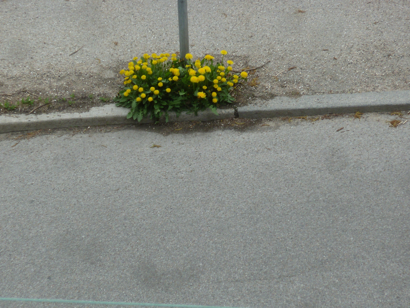 Gadeblomst her til Påsken.