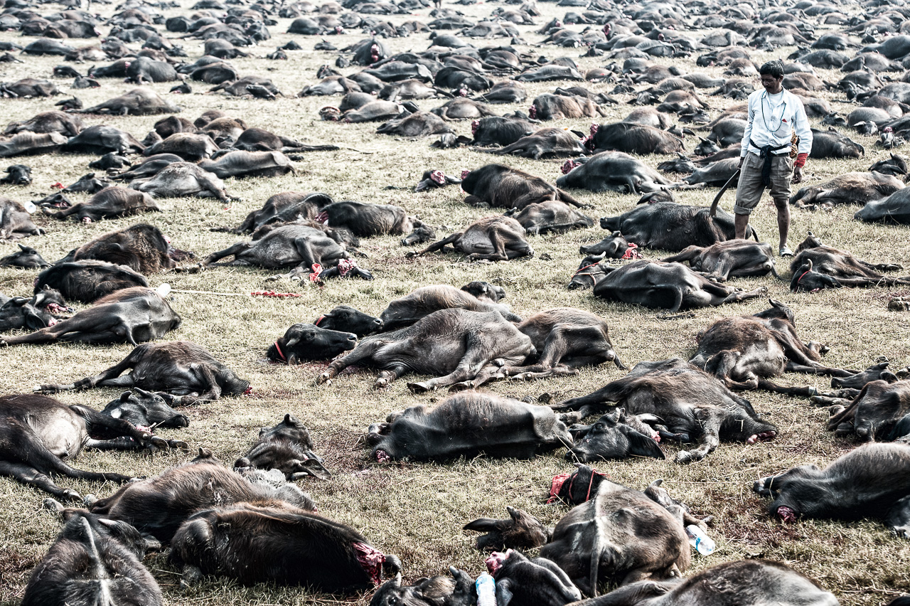 Gadhimai - Tieropferfest