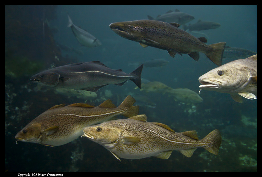 Gadus Morhua, der Dorsch, Lachs, Köhler, Pollack, usw. ... - Cod fish, salmon, etc.