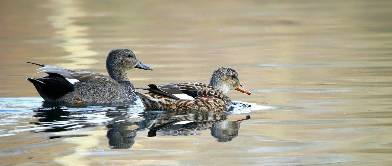 Gadwall 