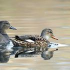 Gadwall 