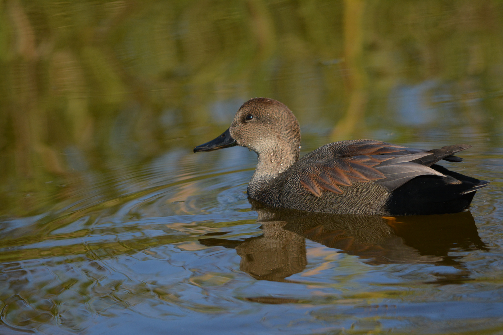 Gadwall/ SChnatterente