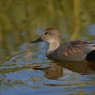 Gadwall/ SChnatterente