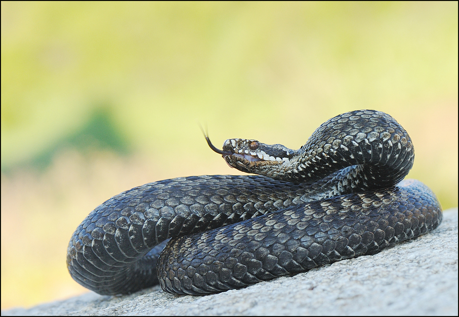 gadyuka Foto & Bild natur, tiere, wildlife Bilder auf