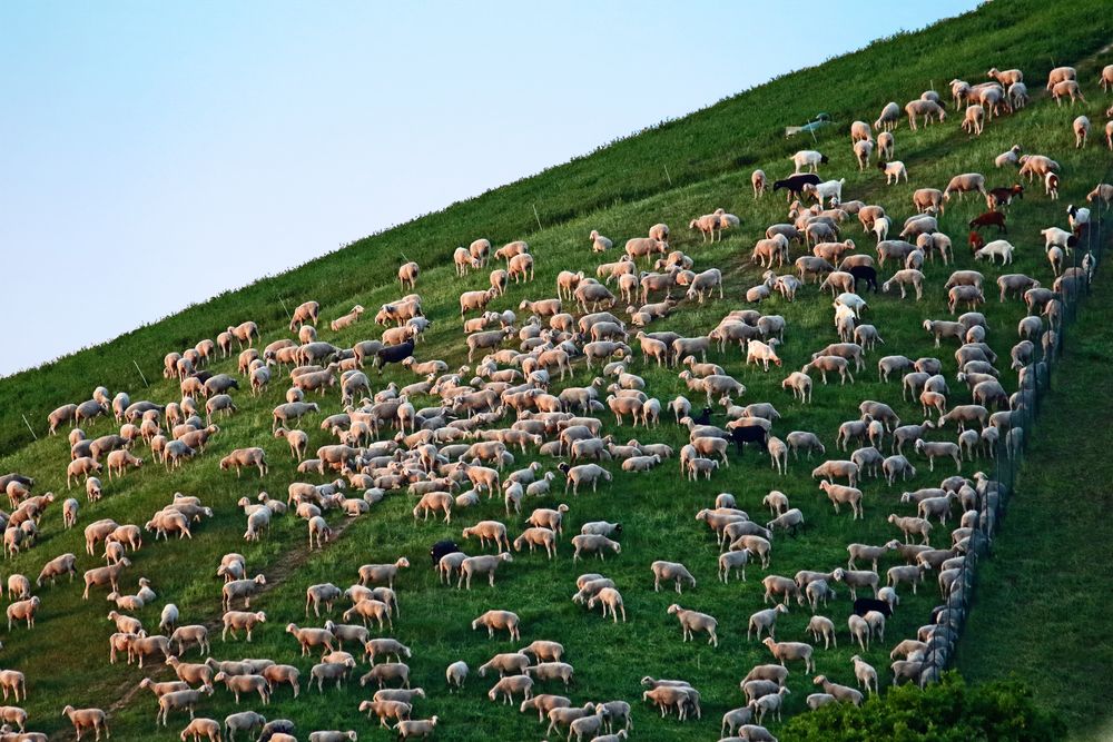 "Gäääähn ....... ich sollte wohl die Schafe nochmal Zählen"