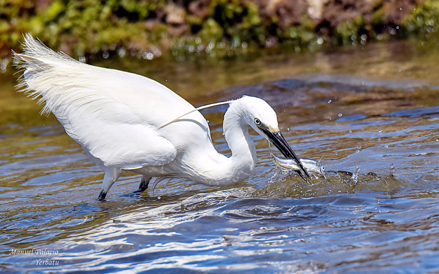 Gaeceta común - Egretta garzetta