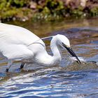 Gaeceta común - Egretta garzetta