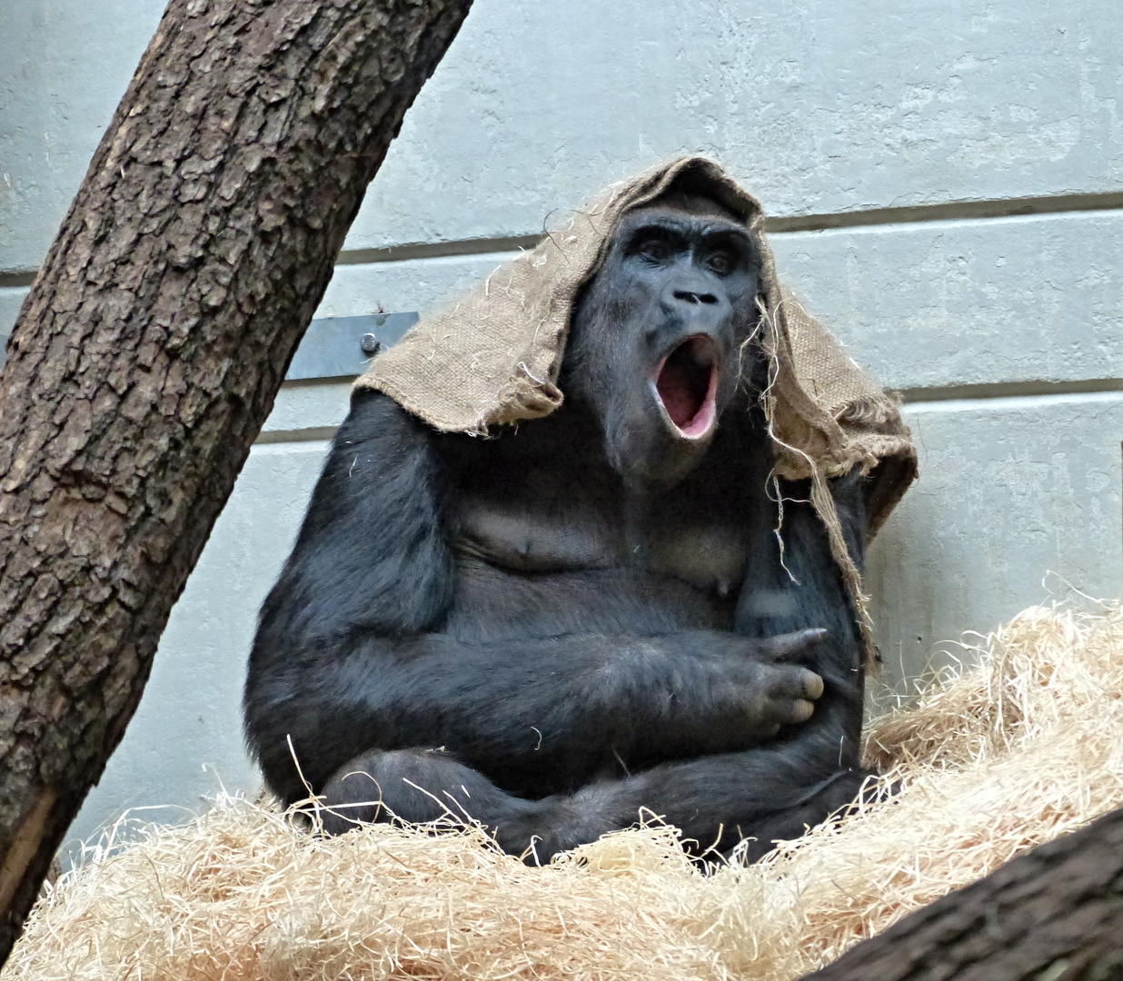 Gähn .... ist das hier langweilig !!