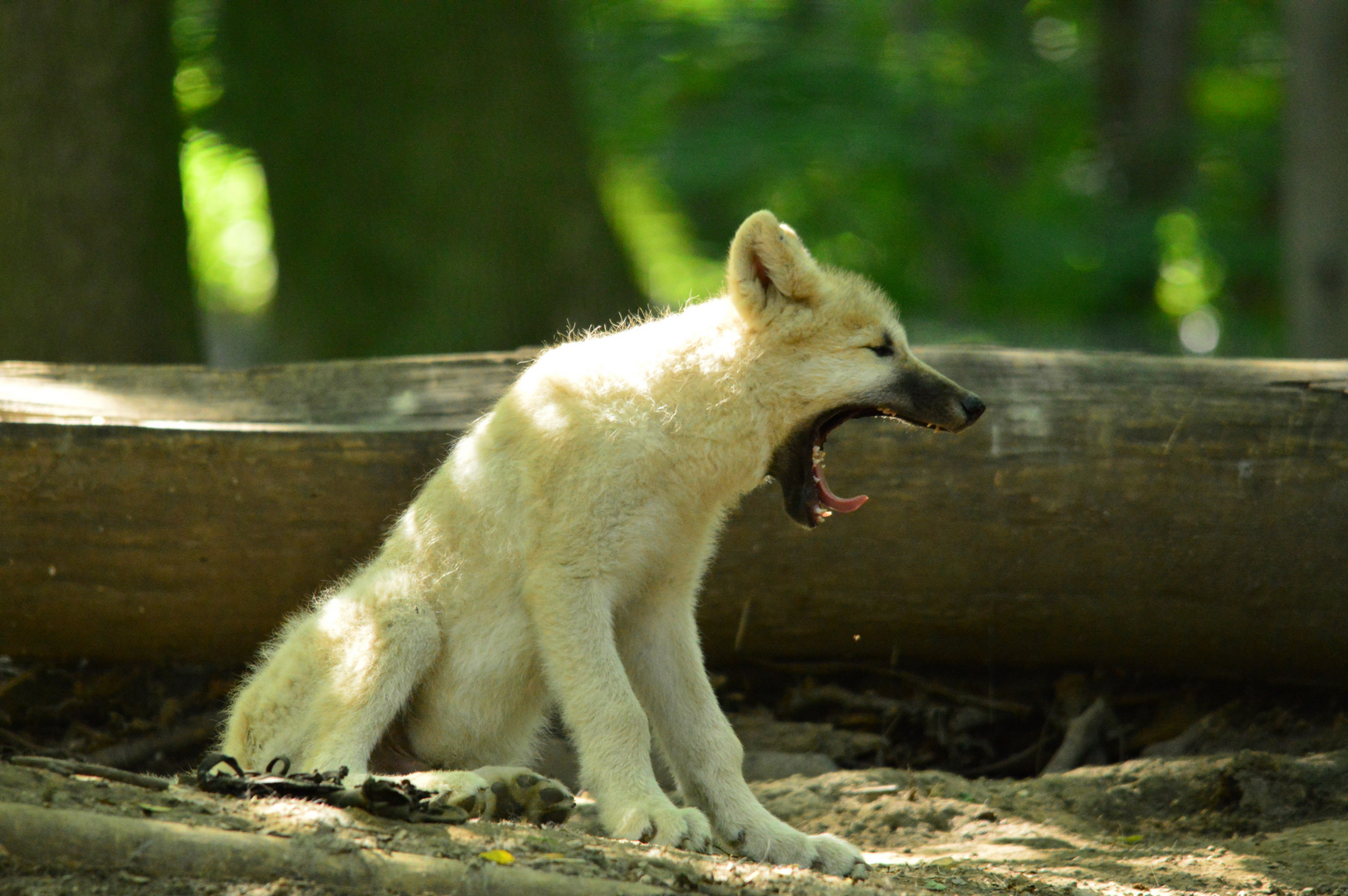 Gähneder Wolfwelpe