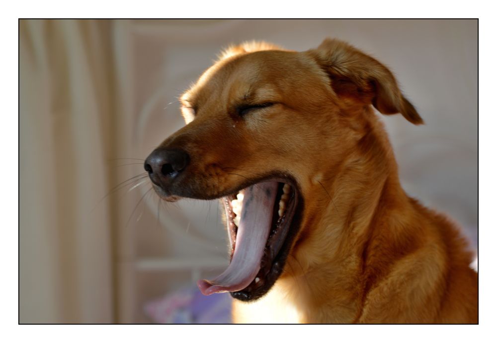 Gähnen ist ansteckend ?? Foto & Bild hunde, natur, gähnen Bilder auf