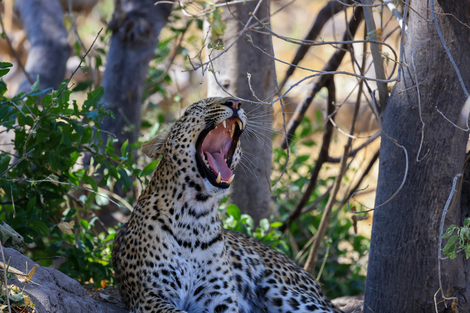 gähnende Leopardin