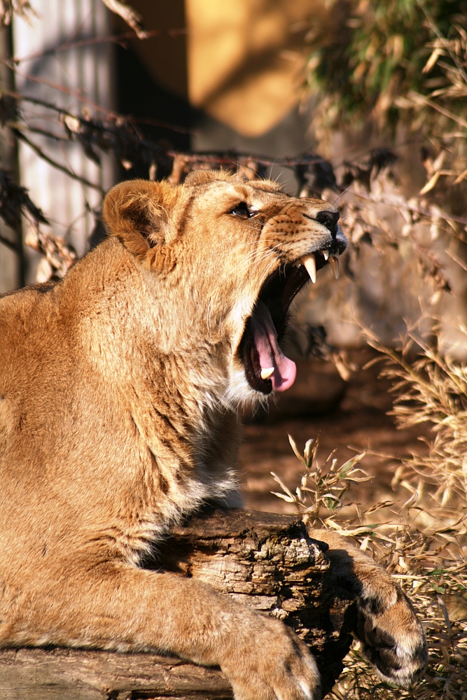 Gähnende Löwin im Rotterdamer Zoo (Niederlande) (19.03.2012)