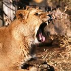 Gähnende Löwin im Rotterdamer Zoo (Niederlande) (19.03.2012)