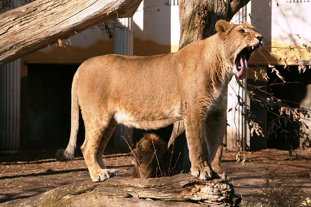 Gähnende Löwin im Rotterdamer Zoo (Niederlande) (19.03.2012)(2)