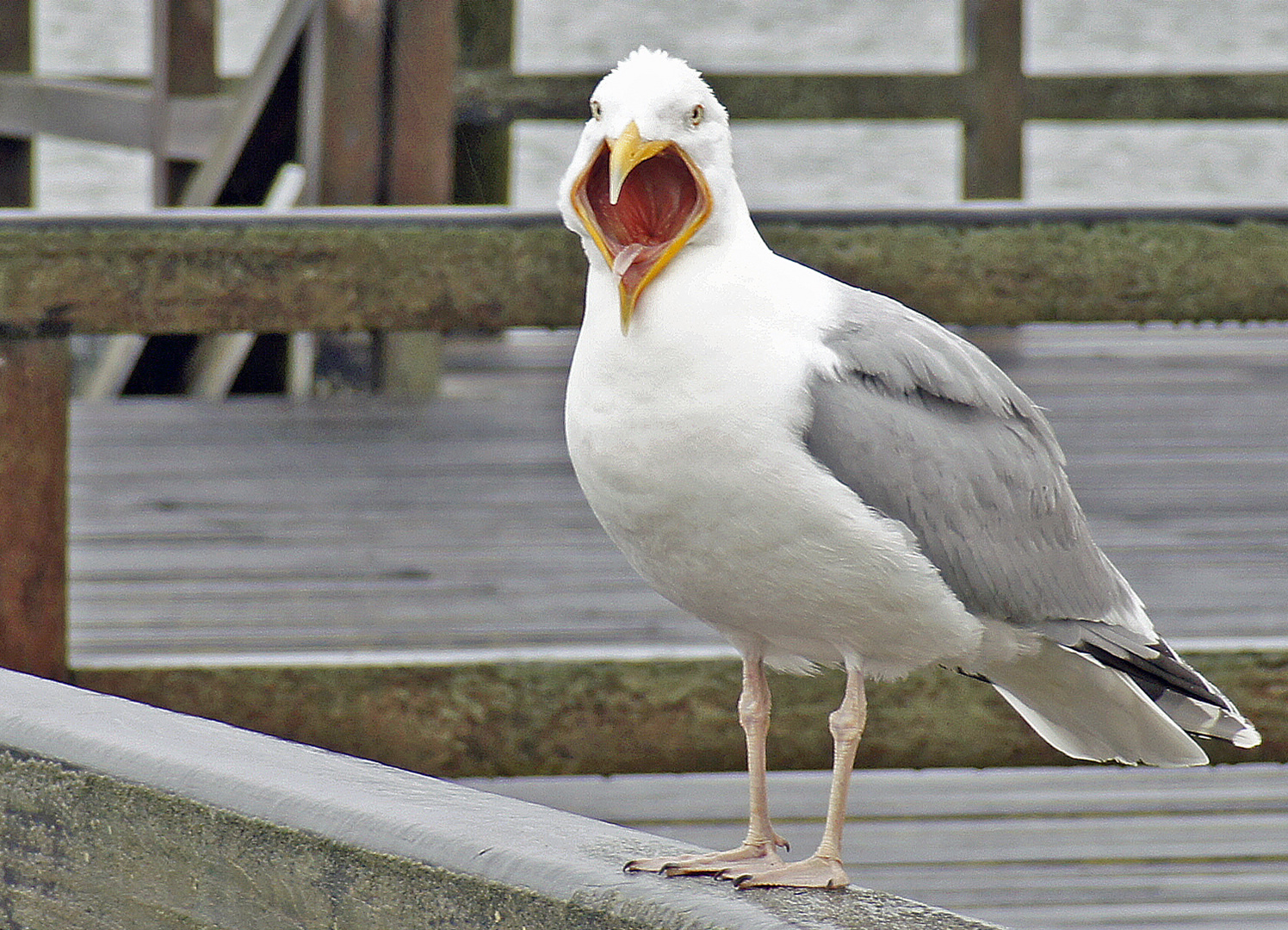 Gähnende Möwe