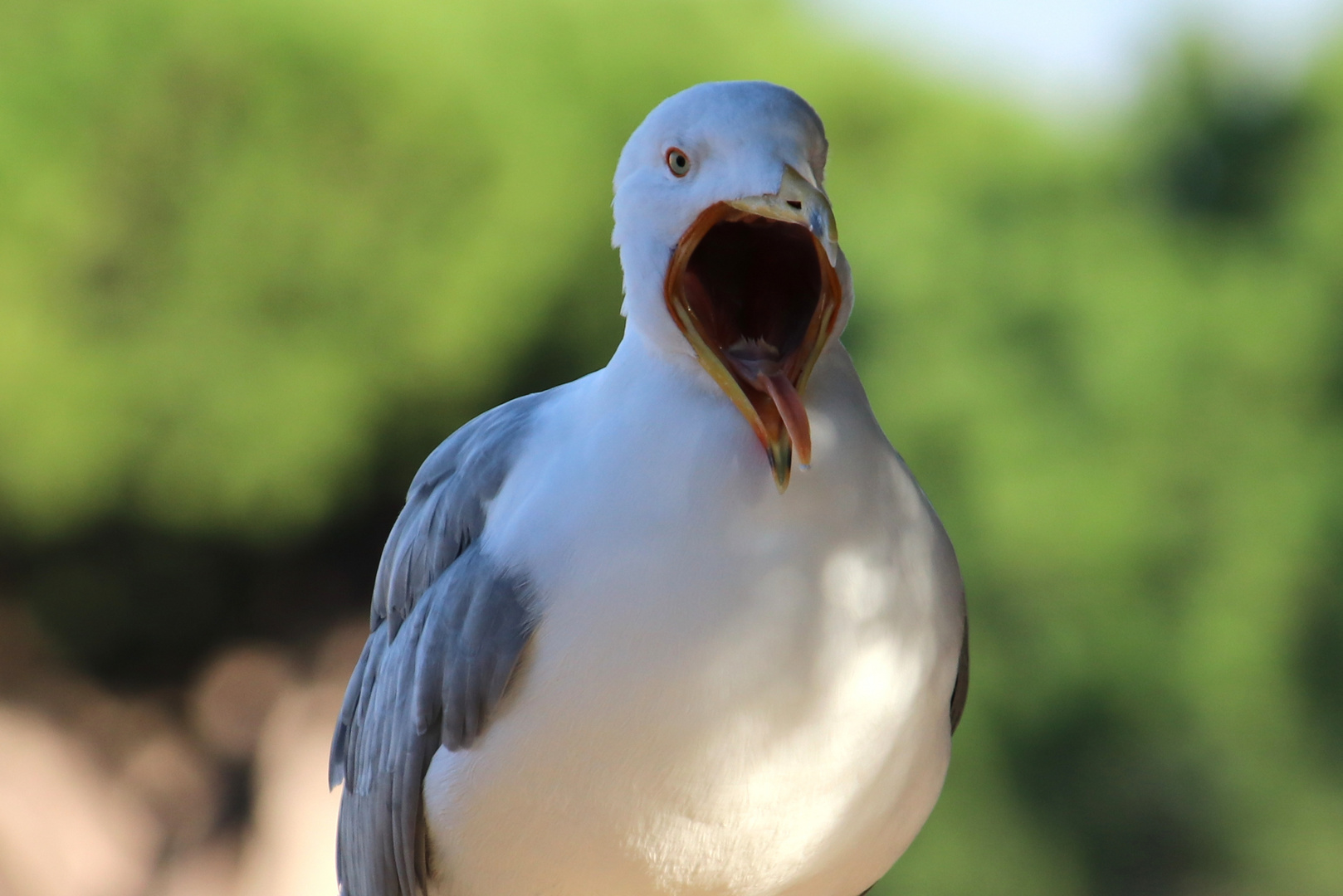 gähnende Möwe