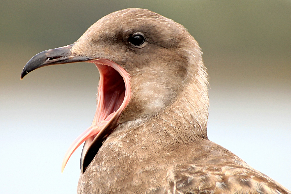 Gähnende Möwe