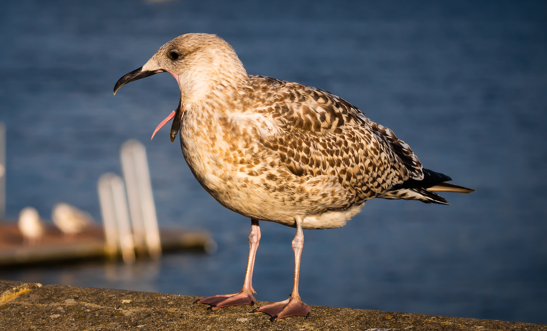 Gähnende Möwe