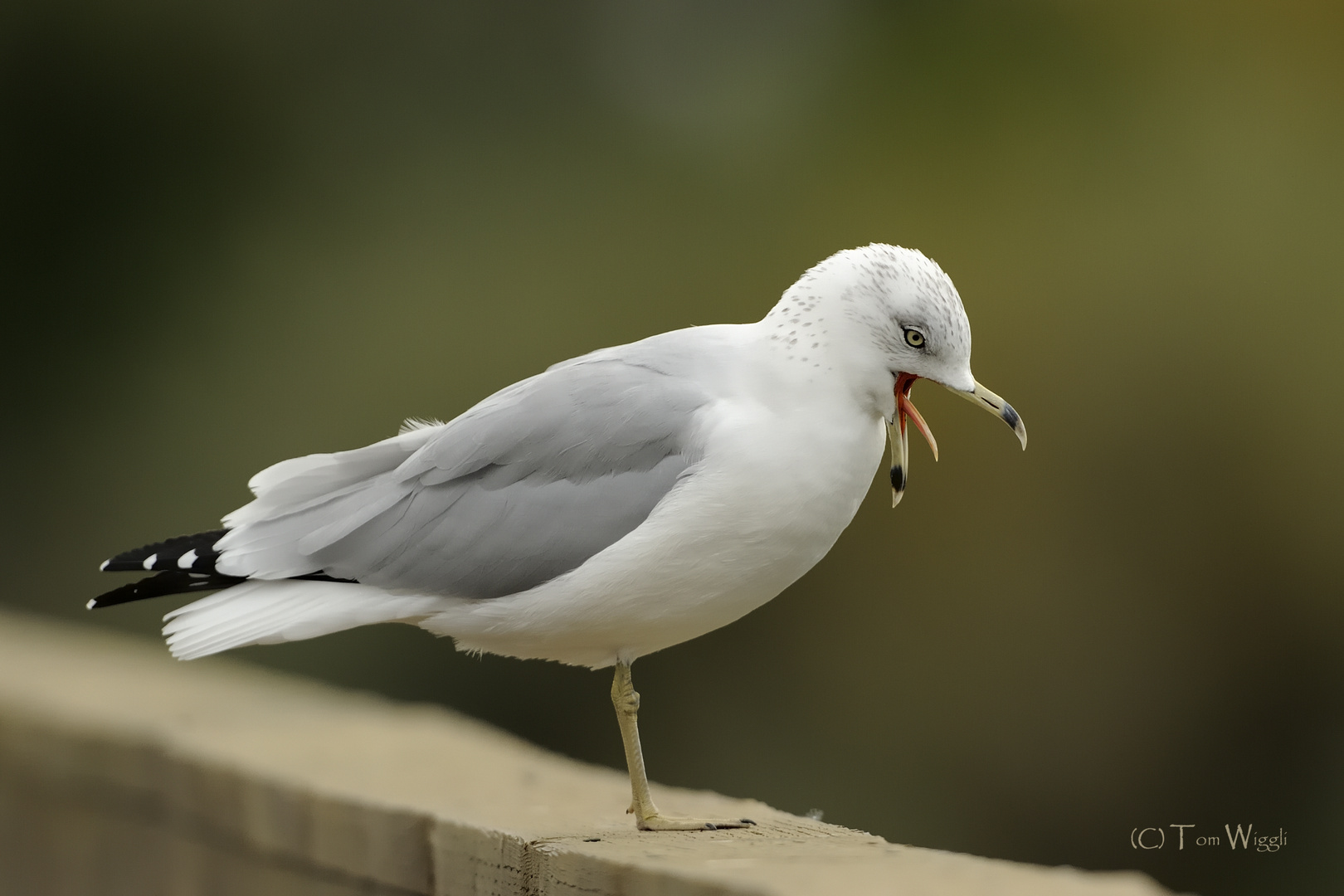 gähnende Möwe (oder ihr wurde übel?)