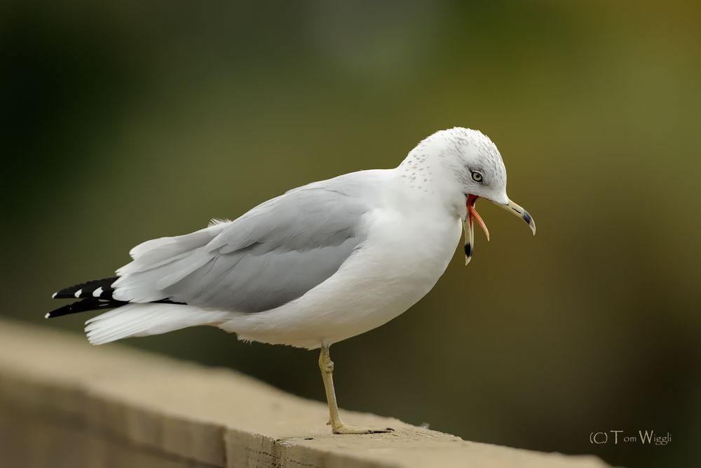 gähnende Möwe (oder ihr wurde übel?)