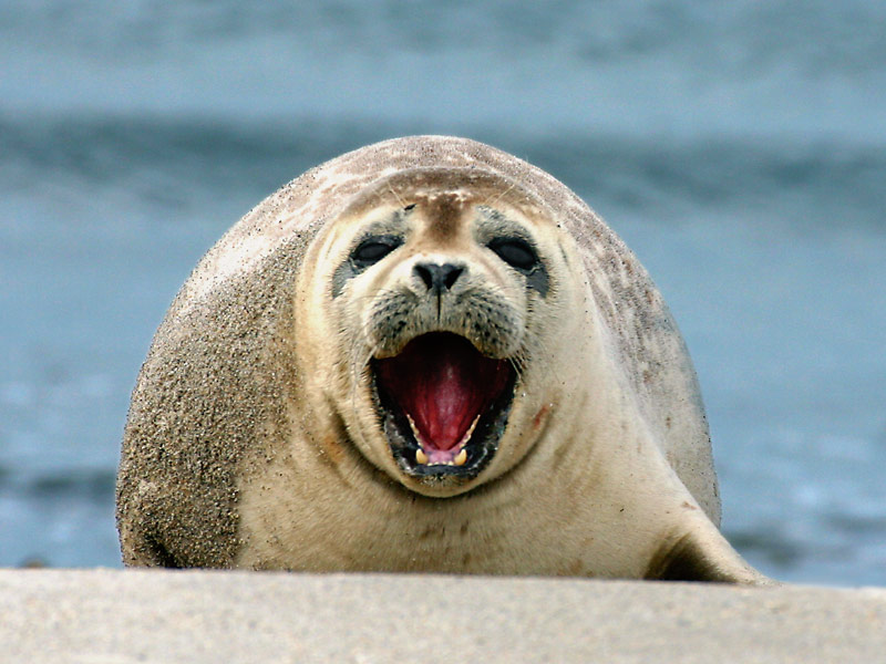Gähnende Robbe Foto & Bild tiere, wildlife, natur Bilder auf