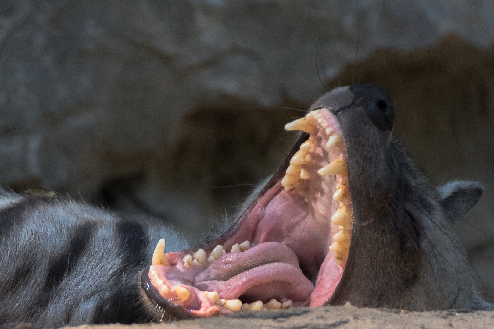 gähnende Streifenhyäne - Hyaena hyaena