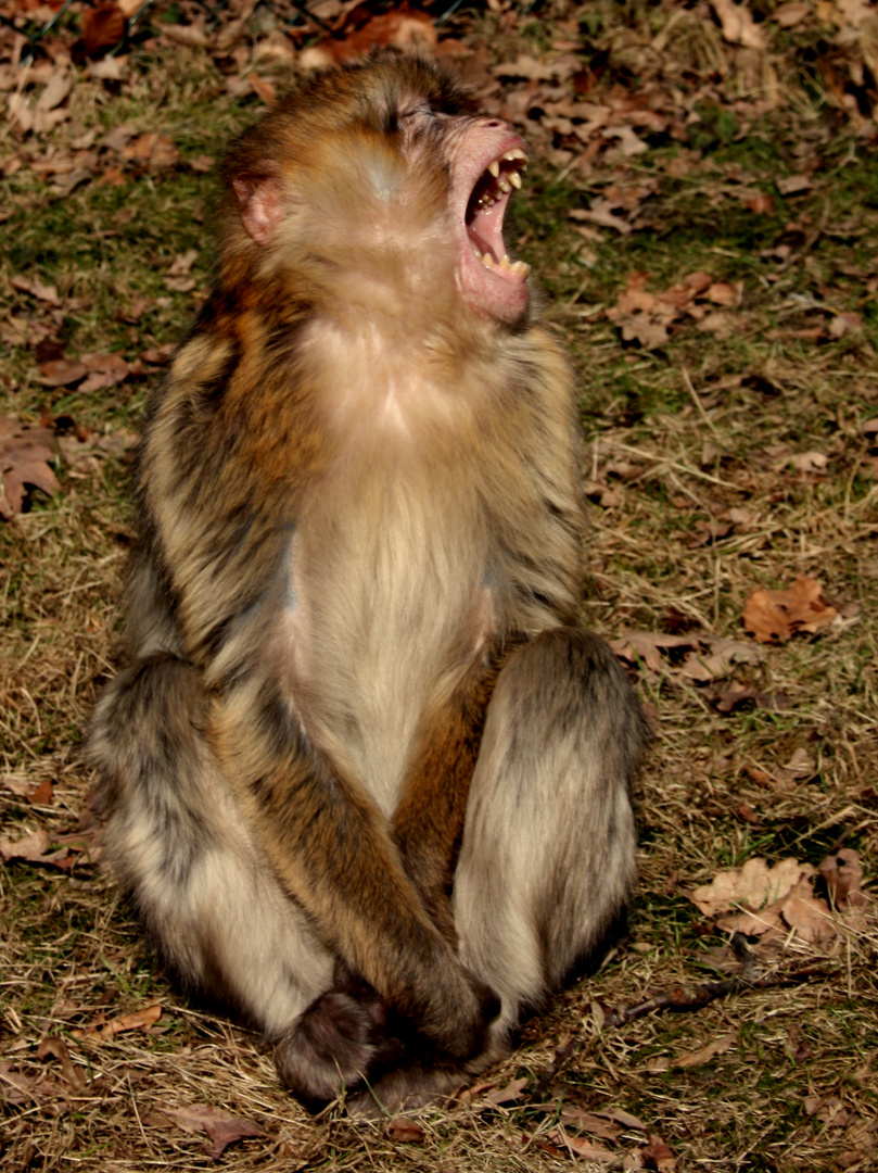 Gähnender Affe.