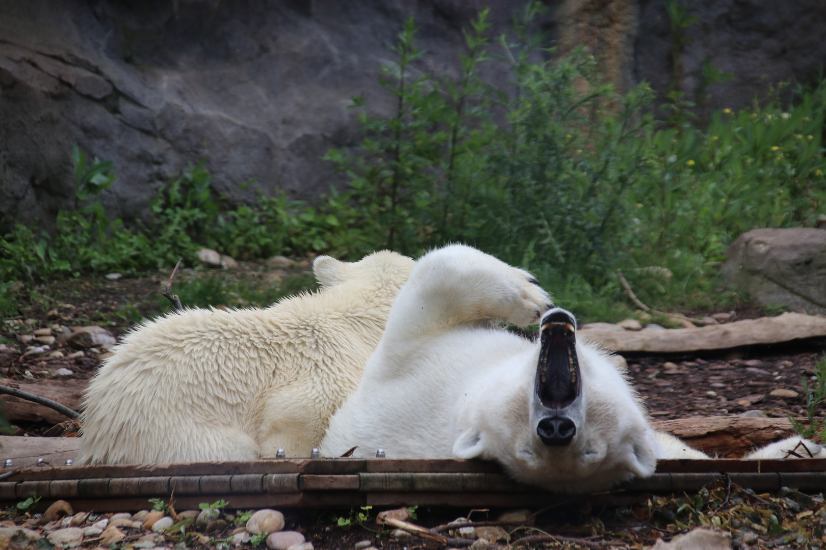 gähnender Eisbär