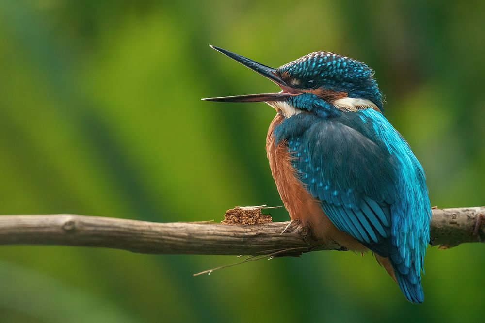 Gähnender Eisvogel