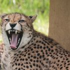 Gähnender Gepard